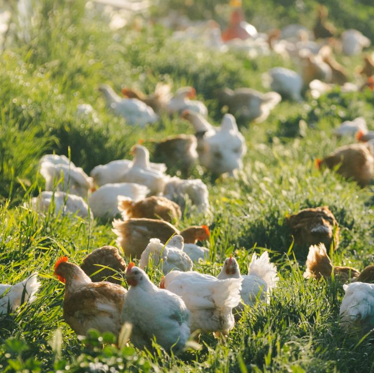 several chickens in a field