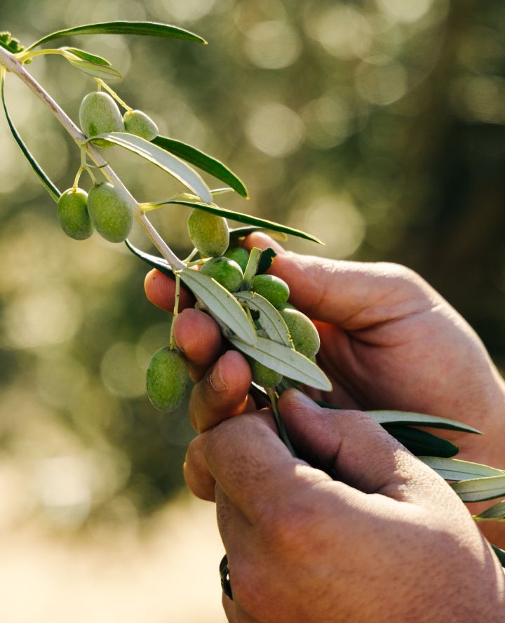 Close-up of two hands picking olives off of a branch.